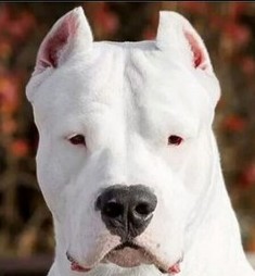 Avatar do usuário